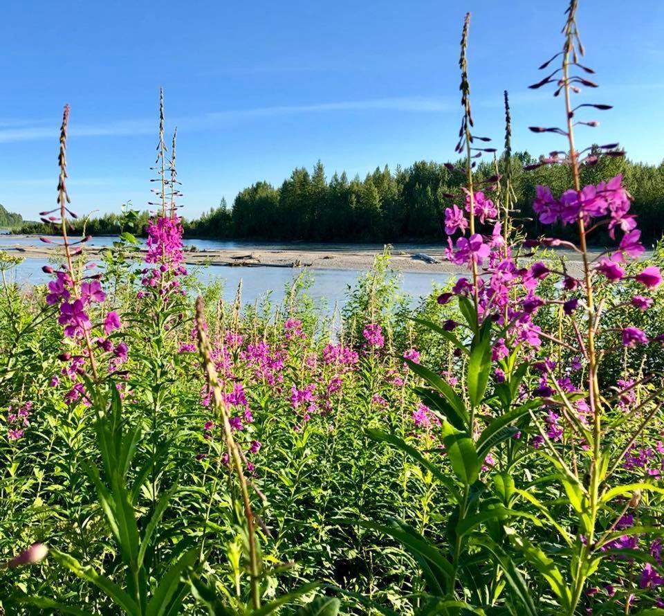 Susitna River Lodging, Riverside Cabins Talkeetna Dış mekan fotoğraf